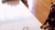认真学习的狗子主人只给示范一次就会了太神了