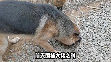 德牧围捕野猪归来得到狗主奖励，尽显“狼性本色”