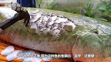 钓到3米大鱼却犯了难，鱼鳞比“盔甲”还要硬，只能用锤子敲！