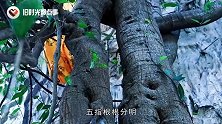 云南一棵3千年菩提树，一夜之间长出“佛手”，吸引众人朝拜！