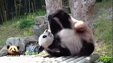 熊猫华妮动起来很调皮，静起来好呆萌：请大家记住我淑女的样子