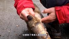 狐狸头被铁管套住，聪明的它找人类解救，哪知却真的“栽了”！