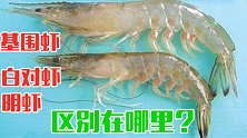 基围虾、白对虾、明虾，区别在哪里？千万要弄清楚，别再买错