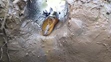 挖陷阱抓鱼，一个大坑2节水管，大鱼纷纷钻进坑里，你见过吗？