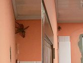 多巴哥岛上居民拍到一体型巨大的蜘蛛在墙上爬