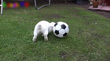 小白兔围绕着足球走的样子，太逗了，很有趣哦！