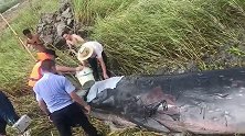 浙江瑞安：7米长，2吨重须鲸搁浅滩涂，正全力救援中