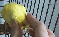 每日一吸，比猫咪还可爱的小鹦鹉！