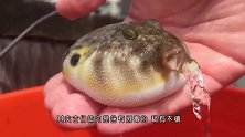 河豚鼓鼓的肚子里装的是什么？男子用刀划开，让人意想不到