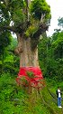 贵州大山里发现一棵，千年金丝楠木树，这棵树价值上千万元吧