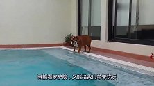 胖乎乎的斗牛犬一脸的纠结，在泳池边试了又试，喵咪都看不下去了