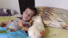 猴子赖床不起，被主人掀开被子，下一秒请憋住别笑