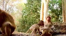 小猴子被坏猴子虐待，坏猴子笑嘻嘻，这时猴妈出手了！