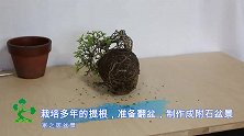 栽培多年的提根盆景素材，将它翻盆，制作成附石盆景，成品好喜欢