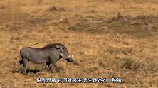 野猪误闯家猪地盘，冲上去就开干，镜头拍下全过程！