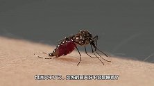 蚊子最高能飞到几层？专家给出答案后，后悔当初买错楼层了