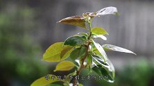 冬去春来，三角梅养护要加强了，促发新芽催开花