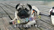 巴哥遛弯十分钟休息半小时，喘成“大蛤蟆”，夏天怎么过？心疼