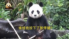 熊猫圆圆挑战40秒静止不动扮演木头熊，懵懵的表情可爱到爆