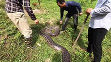 养鸡场周边捉到大蛇重达130斤，家禽每天失踪原来它是罪魁祸首