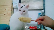 该配合你演出的猫视而不见，陪铲屎滴演戏，本猫好难