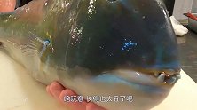 日本的“天价”獠牙鱼，大厨切开后，才知道贵在了哪！