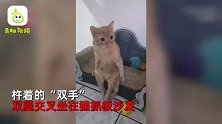 猫咪双腿交叉优雅坐沙发，网友看后很担心：这是成精了？