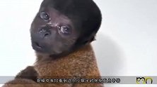 这猴子长得也太像人了吧，小眼神是认真的吗真是太可爱了！