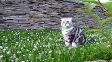 蹲在草地上的猫咪，这好奇的小样子，好可爱呢！
