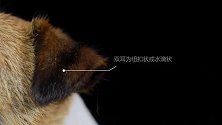 娇小的体格，猛犬的内心！杰克罗素梗全方位解读