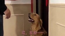 主人要把小狗狗送人，狗妈妈拼命的阻止，堵在门口求爸爸别送走