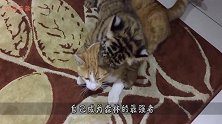 猫星人不小心掉进虎园，接下来这场景，却让猫咪感觉非常熟悉！