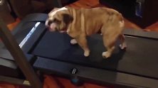 主人让斗牛犬在跑步机上锻炼，走几步就坐下，这也太敷衍了事了吧