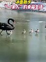 北京大兴：天鹅夫妇带着七只天鹅宝宝冰面散步
