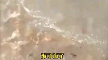 烟台牟平区海边惊现大量泸沽虾，市民“赶海细胞”再次被点燃
