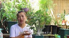 给沙漠玫瑰控水，还是发软，是怎么回事？看完知道了