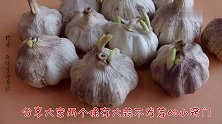 大蒜发芽干瘪怎么办蒜农大爷的小妙招，保存俩月都不会发芽