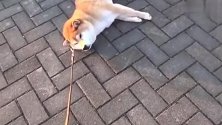 小柴犬不想回家，跟小孩一样躺地上耍赖