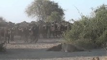 野牛群的悲哀：小牛犊被狮群捕获，象征性营救一下，就放弃了