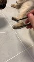 猫放开我，别动我的猫腿！