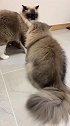 猫：放开我，别动我的猫：腿！