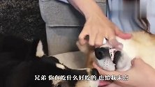 柴犬看到同伴在刷牙，以为是什么好吃的，下一秒忍住别笑