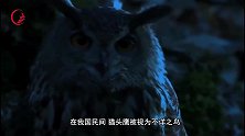 猫头鹰真的会在人去世前笑？它的笑，真能预示灾祸？