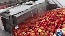 美国苹果漂洗加工流水线，千斤水果洗净打蜡后如整容!