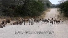 真是报应不爽，无恶不作的鬣狗落单，被非洲野犬围攻