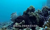 会害羞捂脸的小章鱼,萌倒一众网友,应该是世界上最可爱的章鱼了