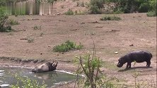 河马和犀牛的互动，和平共处在水坑里
