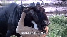 狮子不信邪，一口咬住大象的脸部！下一秒被收拾得不能更惨了