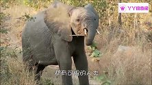 大象不幸被盗猎者盯上，受伤倒地不起，没想到会出现了转机。