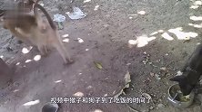 狗子和猴子打架，猴子尽出下三滥招式！网友江湖邪派来的